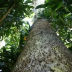arbol-catahua-forestal-gil