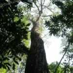 arbol-cedro-forestal-gil