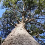 arbol-copaiba-forestal-gil