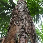 arbol-ishpingo-forestal-gil