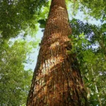 Árbol especie Tornillo - Forestal Gil - árbol tornillo - producto árbol tornillo
