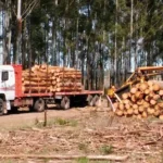 carga-madera-forestal