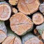 madera-bruto-forestal-gil