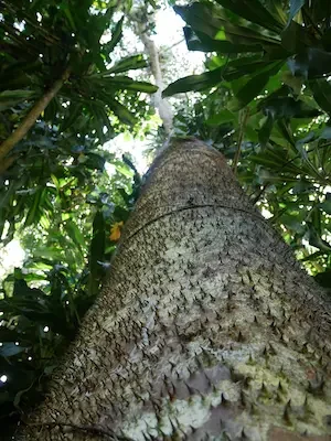 arbol-catahua-forestal-gil