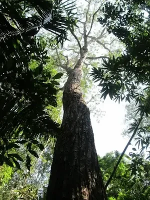 arbol-cedro-forestal-gil