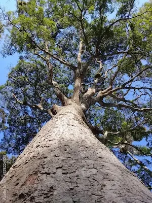 arbol-copaiba-forestal-gil