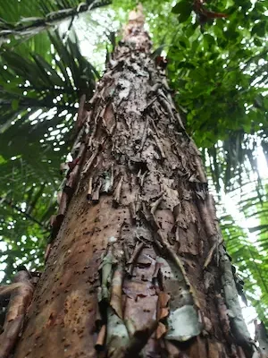 arbol-ishpingo-forestal-gil