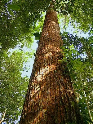 Árbol especie Tornillo - Forestal Gil - árbol tornillo - producto árbol tornillo