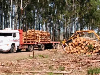 carga-madera-forestal