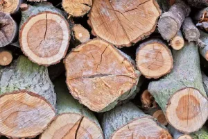 madera-bruto-forestal-gil
